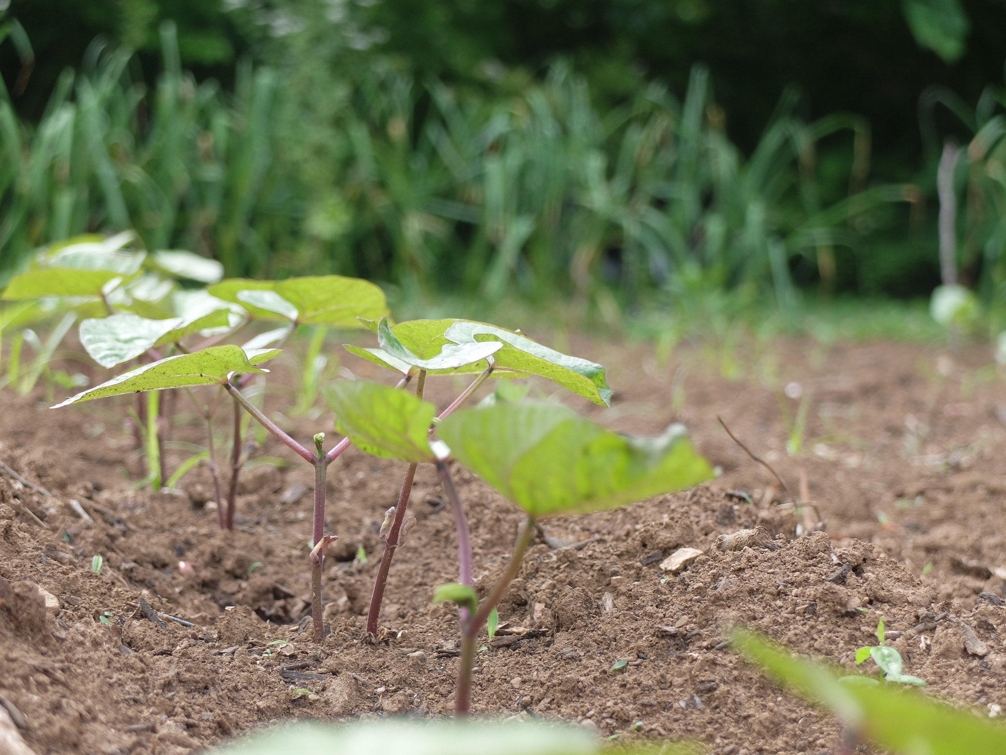 Beans are one of the easiest seeds to sprout for the beginning gardner. 