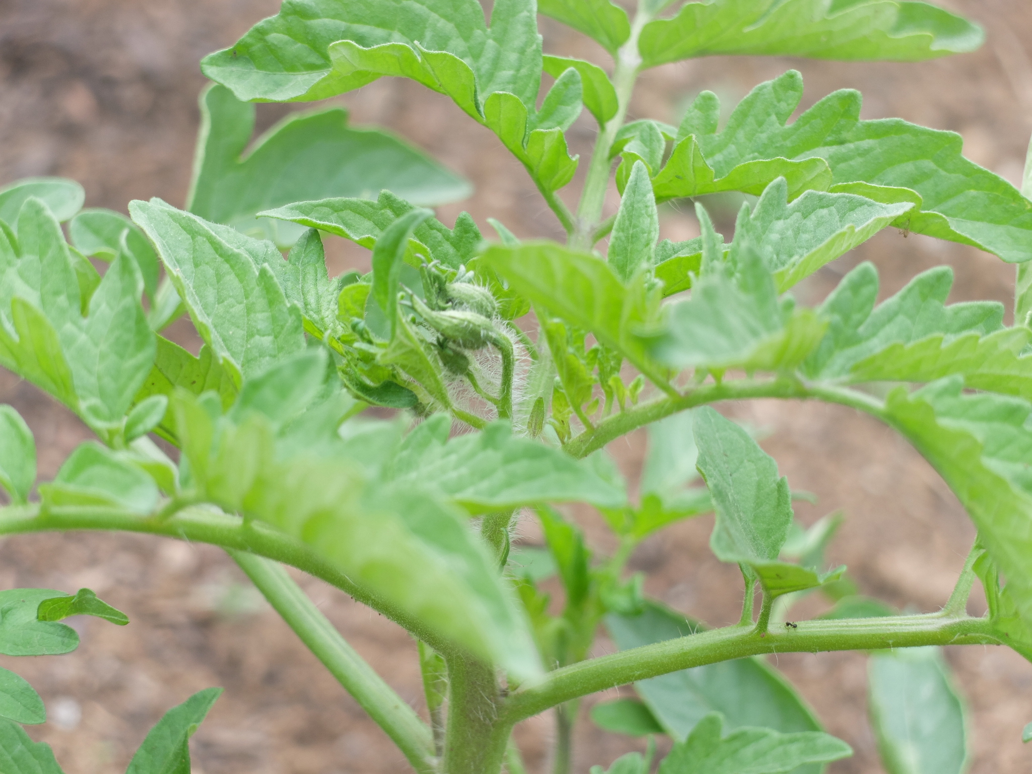 Cherokee Tomatoes are one of my favorite heirlooms. Check out the buds about to make 'maters!