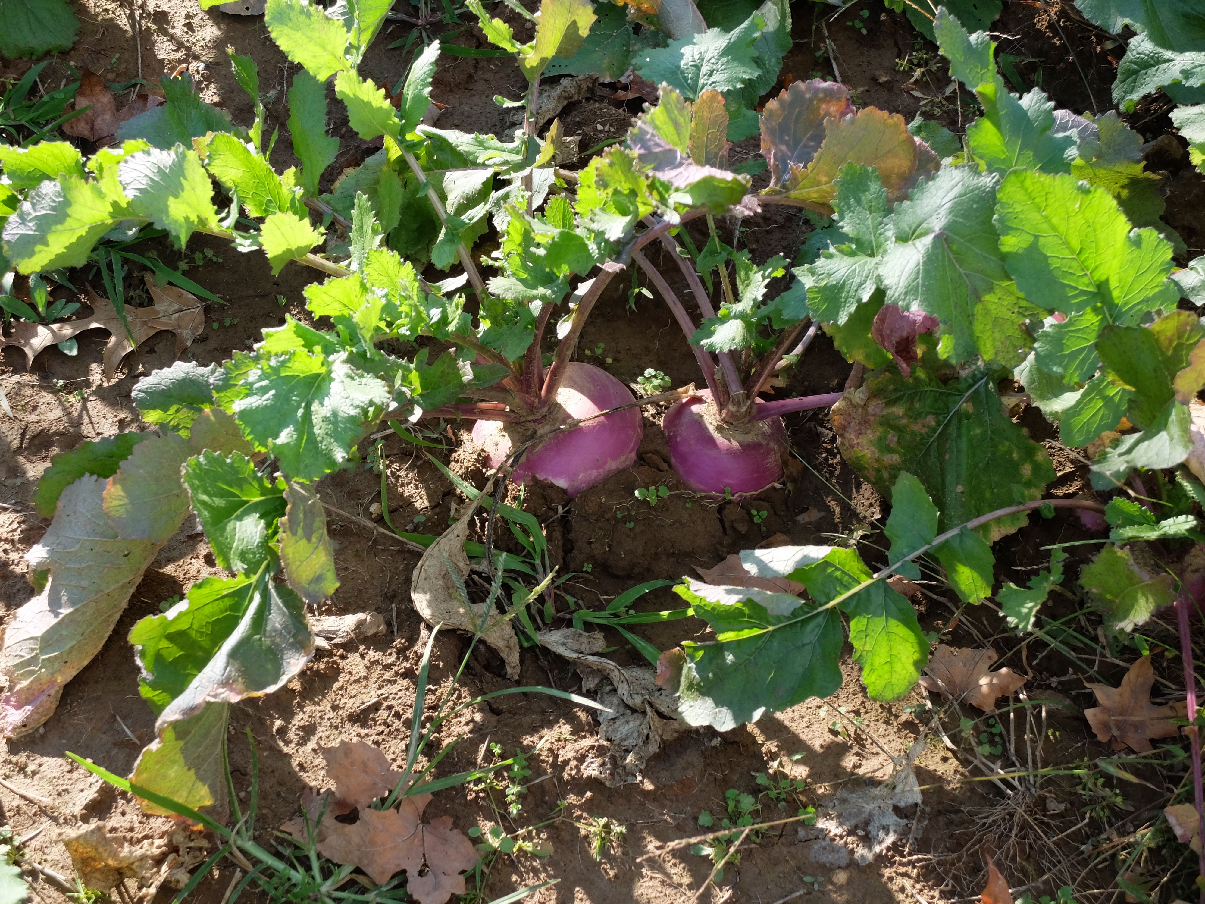 Daddy grew the prettiest turnips last fall. Hope ours are as prolific this year. 